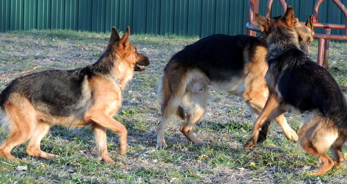 20121115_gsd_playing